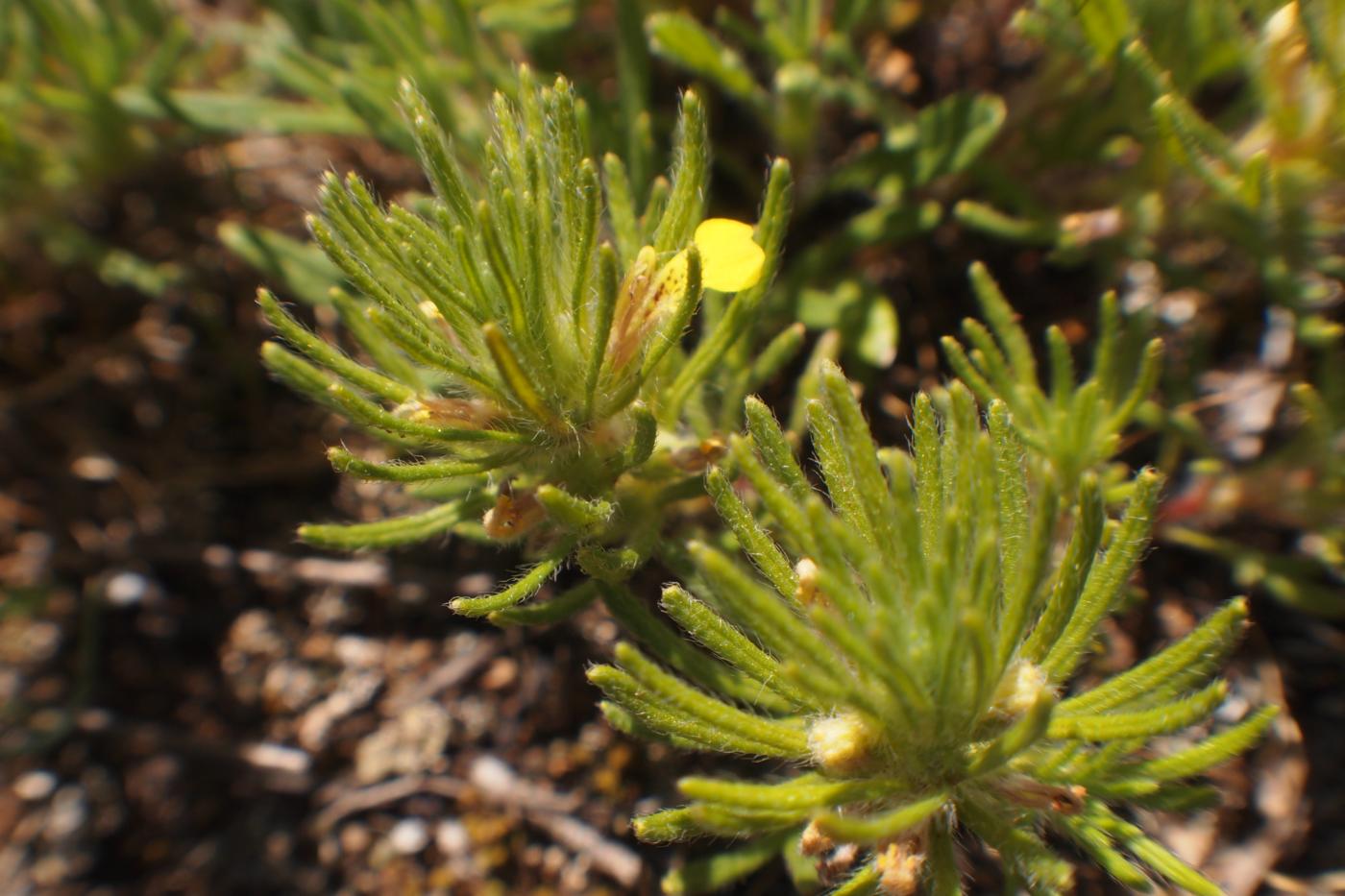 Ground Pine leaf